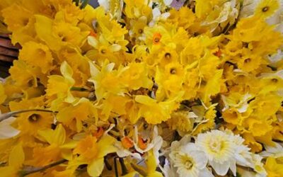 Prikupljanje narcisa u OŠ Vinica