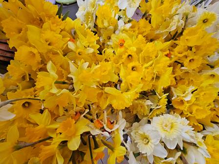 Prikupljanje narcisa u OŠ Vinica